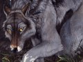 Shadowdog.jpg